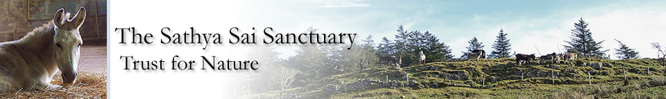 Sathya Sai Sanctuary for Donkeys Sathya Sai Donkey Sanctuary Header